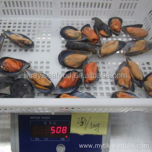 cheap shellfish frozen fresh half shell mussel meat